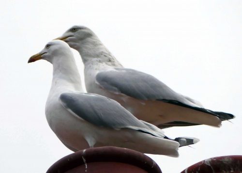170109-rosrc13-herring-gull-pair