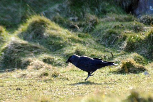 Jackdaw