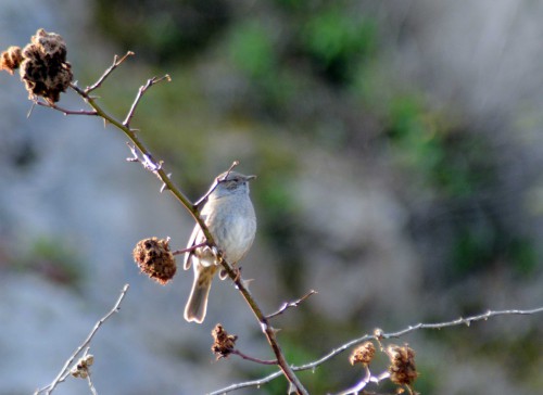 Dunnock male 