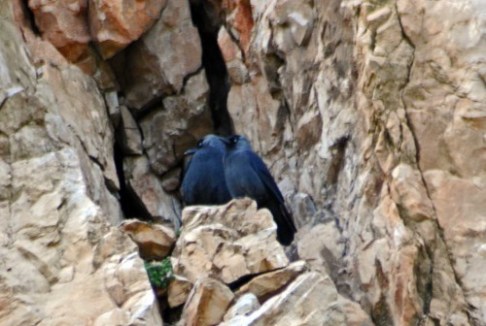 160310-23a-Little Orme-Jackdaws on cliff