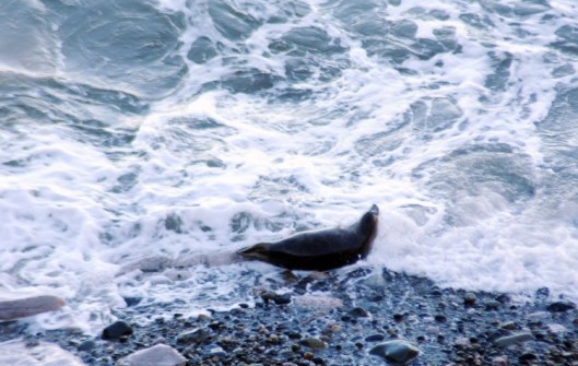 160310-4-Little Orme-Grey Seal on edge of sea