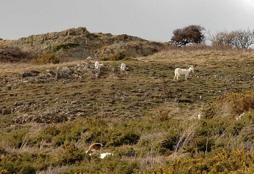 160328-Llandudno10-Goat & kids on west side of Gt Orme
