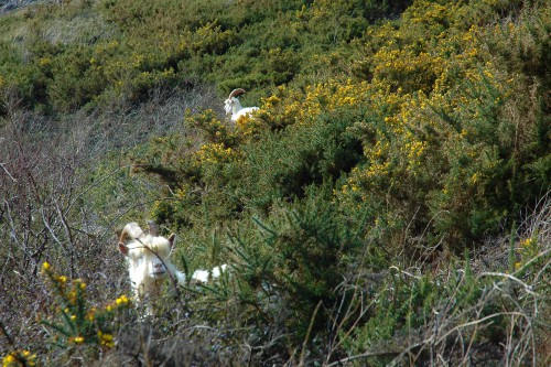 160328-Llandudno11-2 Goats in gorse on west side of Gt Orme