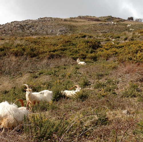 160328-Llandudno8-Goat flock on west side of Gt Orme