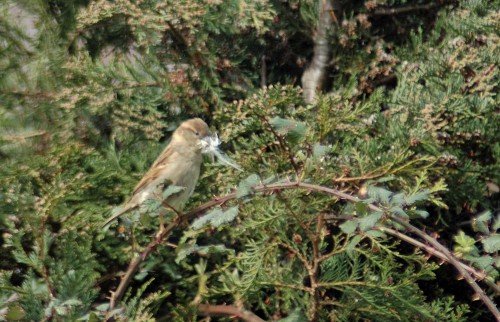 160403-Nat's garden3-House sparrow female with beak full of pampas