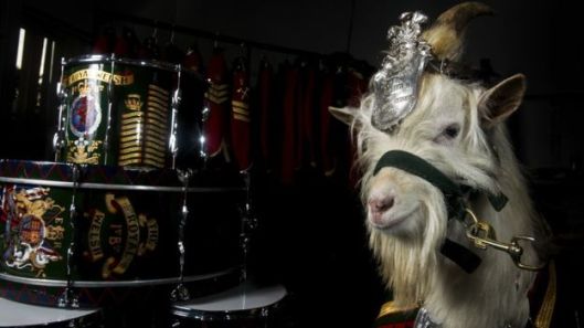 _87825995_llywelyngoat