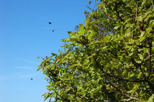 150513TGBE-Bryn Euryn woodland path 23-Longhorn Moths