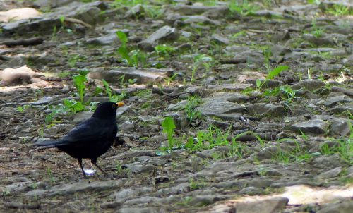 160604-BE20-Blackbird