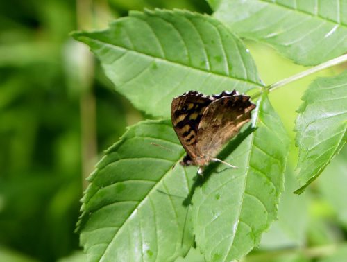 160604-BE22-Speckled wood on ash