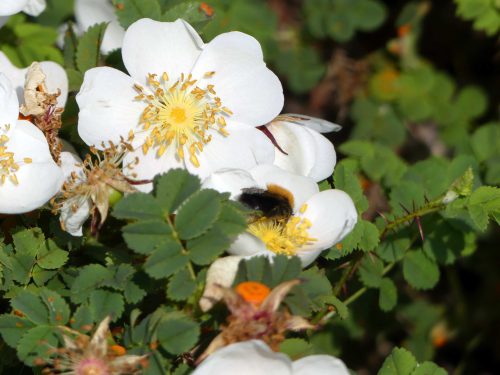 Burnet rose with Tree bumblebee