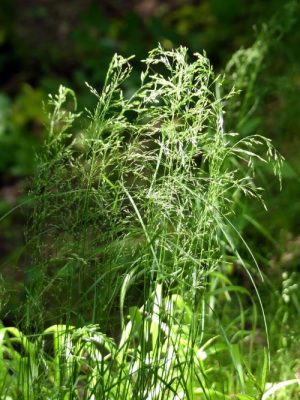 160604-BE3-Sunlit False Brome