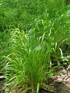 False Brome-Brachypodium sylvaticum