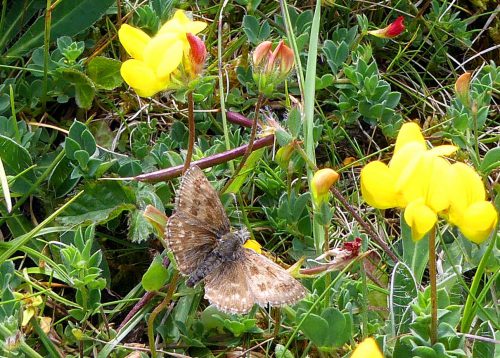 160604-BE44-Dingy skipper