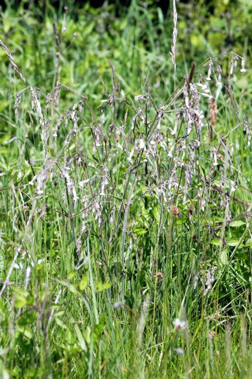 160605-BE1256-Nottingham Catchfly (5)