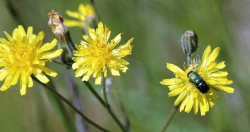 160605-BE26-Green metallic beetles-mating pair