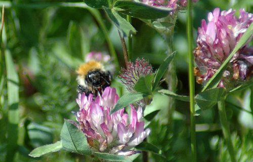 160605-BE43-Bee on clover