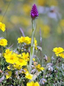 160605-BEFL-First Pyramidal Orchid 1