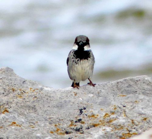 160620-Rhos Point 1334-House Sparrow
