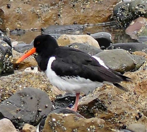 160620-Rhos Point 1339b-Oystercatcher with blunt beak