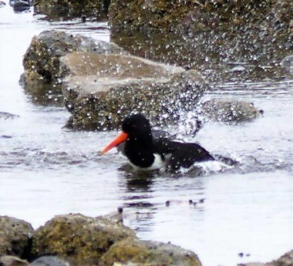 160620-Rhos Point 1346-Oystercatcher bathing