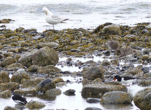 160620-Rhos Point 1348-Oystercatchers, Curlews & Herring Gull