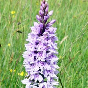 160623-55-Common Spotted Orchid 1