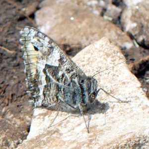 Grayling