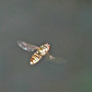 160623-Bryn Euryn-55-Hoverfly hovering