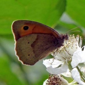 160623-Bryn Euryn-55-Meadow Brown