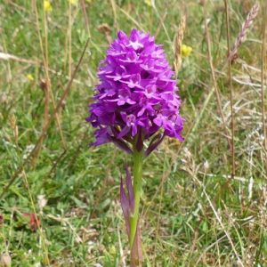 160623-Bryn Euryn-55-Pyramidal Orchid