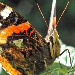 160623-Bryn Euryn-55-Red Admiral 5