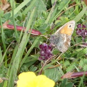 Small Heath-Coenonympha pamphilus