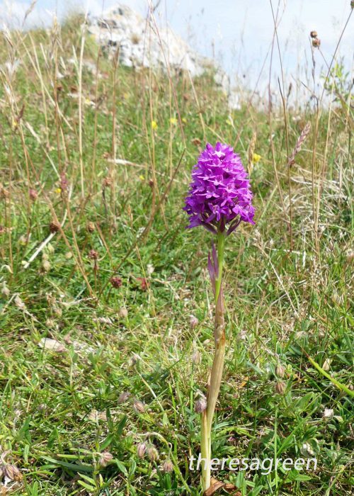 23/6/16-Pyramidal Orchid-Bryn Euryn