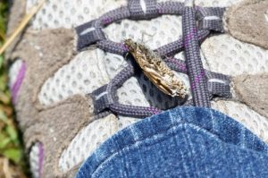160703-46-Bryn Euryn-Grayling on my shoe