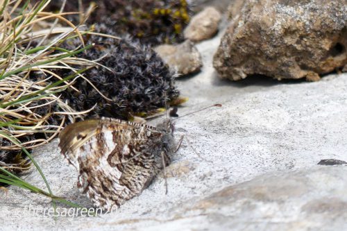 160703-46-Bryn Euryn-Grayling on summit cliffs 6