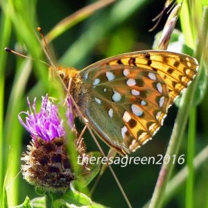 160703-55-Bryn Euryn-Dk Green Fritillary underside