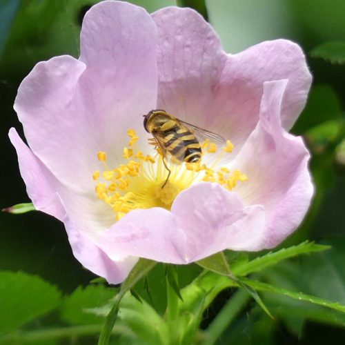 160703-Bryn Euryn-55-Hoverfly in dog rose flower