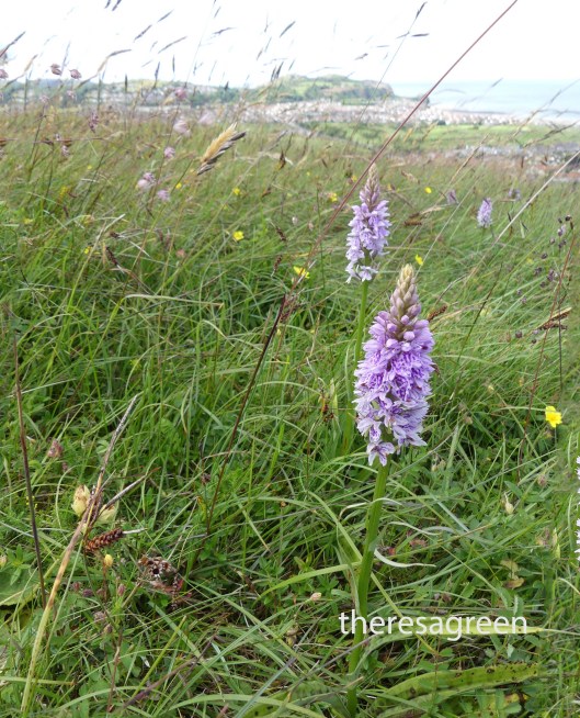 Common Spotted Orchids -Bryn Euryn-Little Orme in background
