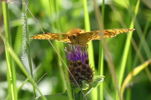160703-Bryn Euryn-Dk Green Fritillary & fly on knapweed 3