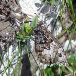 160714-Gt Orme 57a-West Shore-Grayling