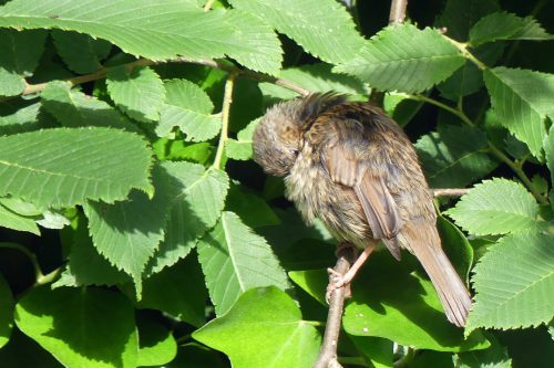 160701-KW (15)-Dunnock preening
