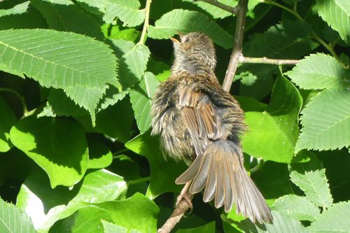 160701-KW (4)-Dunnock sunning