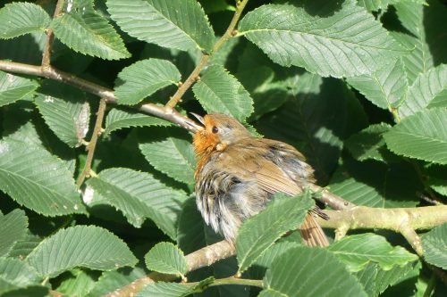 160713-KW (7)-Young robin sunning