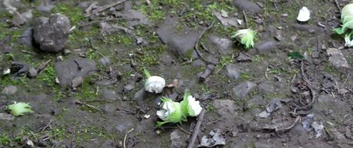 160805-Bryn Euryn (18)-ground littered with hazelnuts
