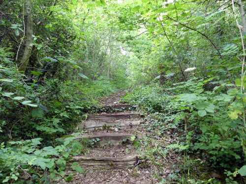 160805-Bryn Euryn (23)-steps up to field