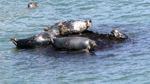 160826-LORC31a-Grey seasl basking on small rocks