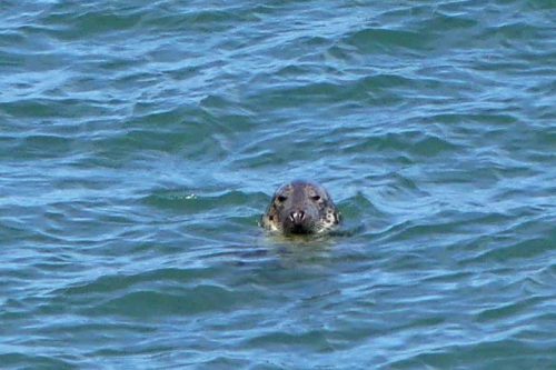 160826-LORC32-Grey seal floating head above water