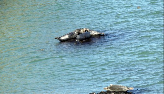 160826-LORC37-7 Grey seals