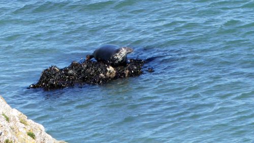 160826-LORC43-One large (pregnant) seal left