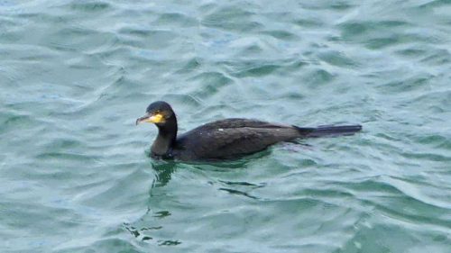 160910-lorc14a-cormorant-swimming